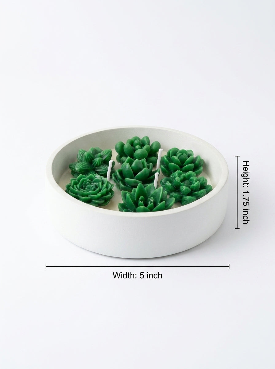 Green succulent-shaped candles in a white dish with dimensions on a white background